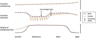 Age-specific sex effects in extinction of conditioned fear in rodents